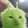 Ali Kurt avatar